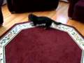 Mini-Dachshund Goes Crazy