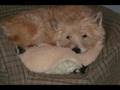 Cairn Terrier video