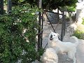 Cliquez pour voir la vid�o