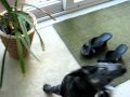 Catahoula Lepoard Dog and Australian Cattle Dog play wrestling