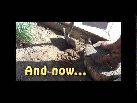 how to plant wild garlic