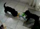 perros de agua Welpen perros de agua Welpen