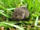 marroned mouse from the martinsville flood. marroned mouse from the martinsville flood.