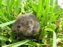 marroned mouse from the martinsville flood.