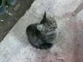 videos de Sana Gel Diyemem