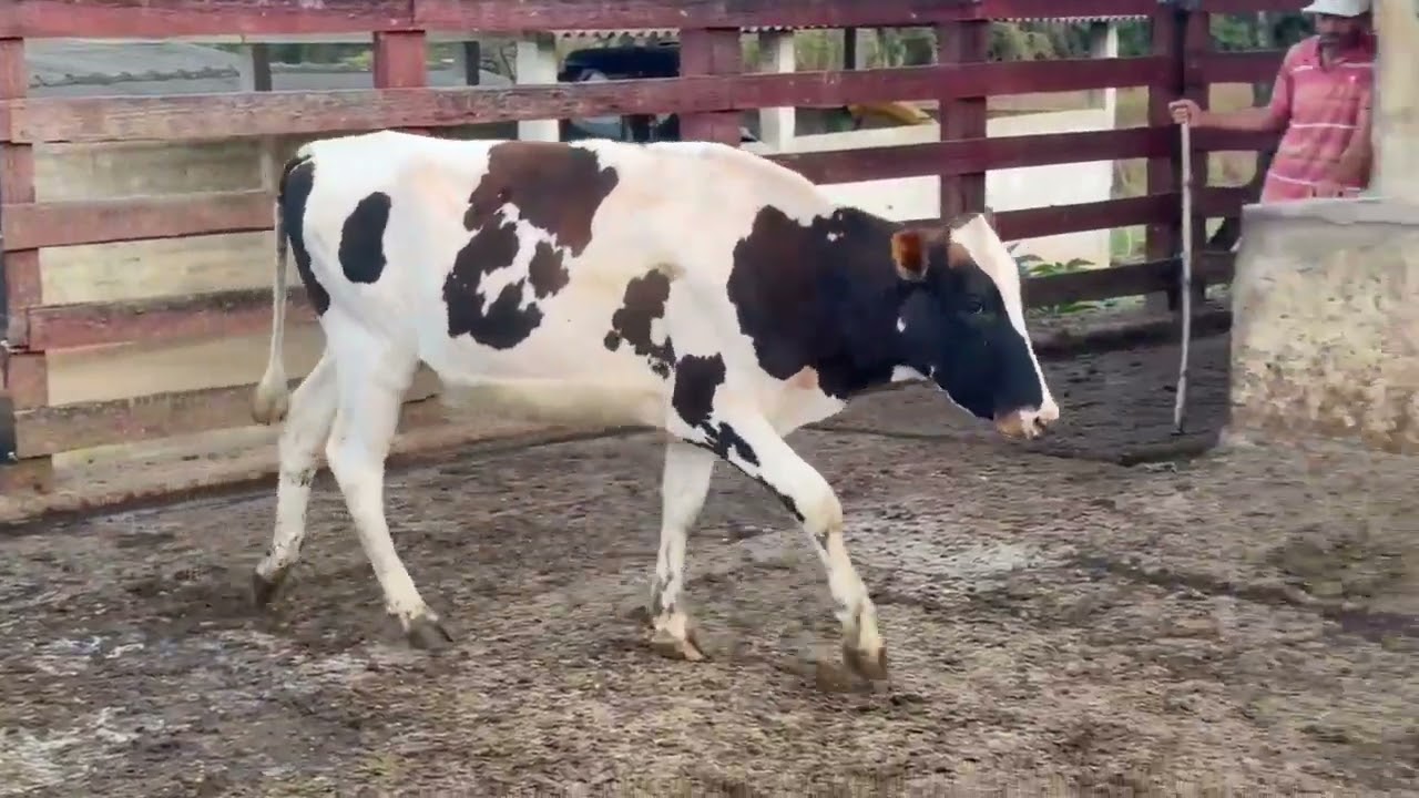 LOTE 64