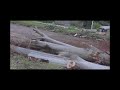 www.acetree.com.au Large tree removal cutting techniques by tree climbing Arborists. Consists of 10 tree felling jobs withtree cutting, tree climbing, tree rigging and chainsaw cutting. Please RATE and COMMENT if you have any questions! We are glad you answer. We are based in Australia and specialize in Tree Cutting, Tree Climbing, Tree Removal and Tree Felling. Please support video with 5 star rating! I hope you subscribe to Ace Tree's channel for more! We have over 40 years of experience in the tree industry. We do all range of tree work from small to big. follow us on Twitter www.twitter.com/yesitsace Add us as a friend on Facebook: www.facebook.com Visit us on our Website: www.acetree.com.au Forums Tree World Tree Buzz ArboristSite Arbtalk Masterblaster
