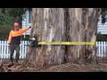 Tree Removal and Tree Climbing techniques with chainsaws