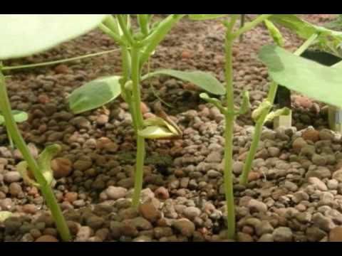 how to harvest dwarf french beans