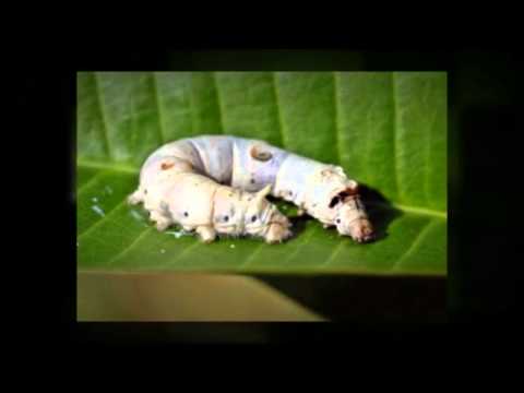 how to dissolve propolis