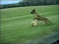 Trop con ce chien