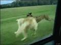 Trop Con Ce Chien