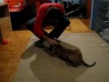 puppy training