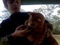 Video of me and my pets