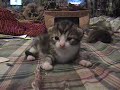 Kitten\ Kitten\