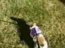 Bunny Wabbit out for a Hop ! b Bunny Wabbit out for a Hop ! b
