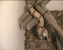 Boa constrictor amarali beim Fressen