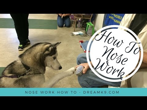 how to train nosework