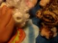 All My Webkinz With First EdItion W'S