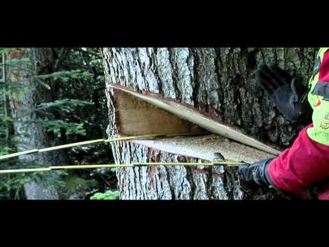 technique - Fin de stage. Extrait d'une video de résentation de la technique d'abattage Alpi, qui consiste à tonçonner l'arbre de tel manière qu'il chute en travers de l...
