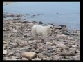 Churchill, Manitoba polar bear