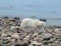 Churchill, Manitoba polar bear