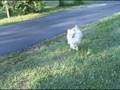 videos de Jan 13 2007 - VID00008