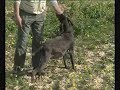 Este é um vídeo sobre adestramento...