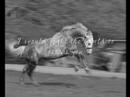 Horse Slaughter