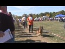 http://www.hausjuris.comCLICK on watch in high quality above VIEWSVA 1 Liedo vom Kuckucksland SchH3 Kkl 1does it again at the 2008 North American Sieger Show5 Times VA! Schutzhund IIILiedo was the youngest Sieger ever in the North American Sieger Show History!German Shepherd Dogs, German Show Lines