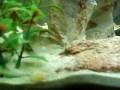 videos de senegal bichir