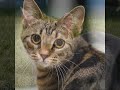 Fallen Warriors (Erin Hunter)