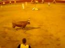 Vaches Landaises 2007
