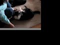 Two smart dogs