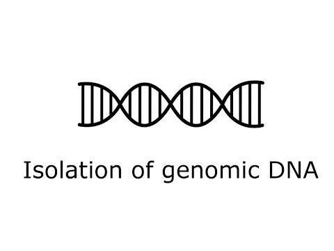 how to isolate chromosomal dna