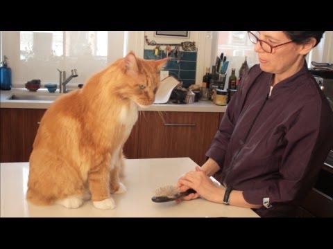 Maine Coon Cat Grooming with The Pet Maven