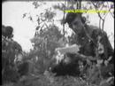 Counterinsurgency Air Commandos  Green Berets 1960s