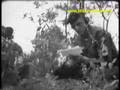 Counterinsurgency Air Commandos Green Berets 1960s