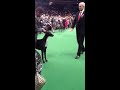 Westminster Dog Show