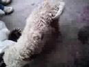 AMORES PERROS