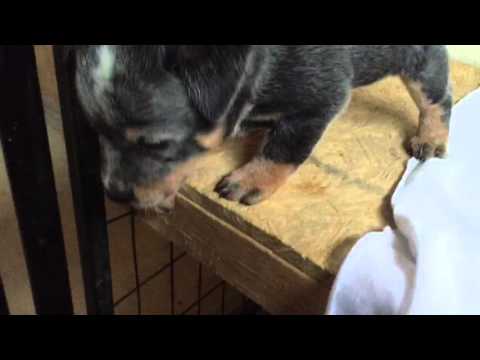 The only boy in the litter!