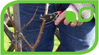 #162 How to prune a Maloni dwarf apple tree