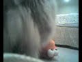 tickle me elmo gets more than he bargained for 