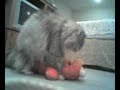 tickle me elmo gets more than he bargained for 