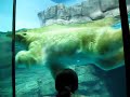 Polar bear Polar bear