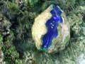 videos de The Solar Powered Clam