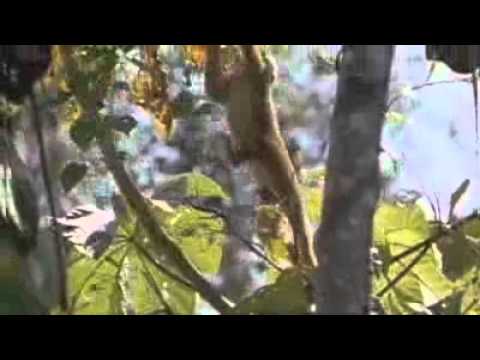 how to care for ixora maui