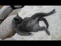 猫茶家cat★はなちゃんの怠惰な日常