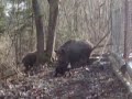 slovensky-kopov-v-obore3.html