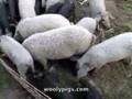 Mangalitsa Pigs Feeding